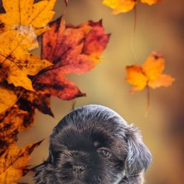 Nora - Black female Shih Tzu puppy in Claxton, Georgia from Small Pawz Kennel