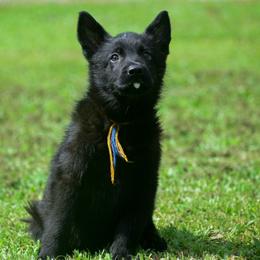 Black boy - Black male German Shepherd puppy in Clarkrange, Tennessee from Vom Wolff