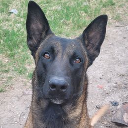 Dozer - Belgian Malinois