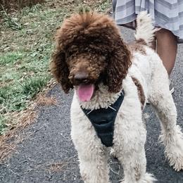 Assorted Doodle Crosses, Goldendoodles, Poodles, and Siberian Huskies from Southern Snow Dogs / StJohn Goldendoodles and Poodles