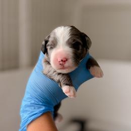 Light Blue - Merle female Bernedoodle puppy in Cold Spring, Minnesota from A.N.A. Doodles