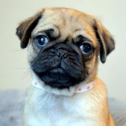 Pugs from Plum Creek Pugs