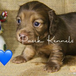 Dachshund Puppies from Pasek Kennels