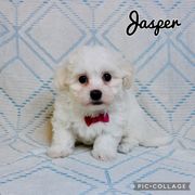 Jasper - White male Mal-Shi puppy in Morehead, Kentucky from Paw Perfect Pets
