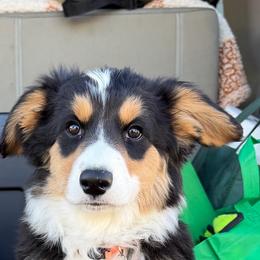 Wind (Windy) - Brindle and white female Cardigan Welsh Corgi puppy in Denver, Colorado from Monarch Corgis