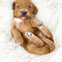 EMBER - Red  female Goldendoodle puppy in Davison, Michigan from Dreaming Doodles