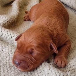 Boy 1 - Dark golden Golden Retriever puppy in Grand Meadow, Minnesota from Root River Retrievers