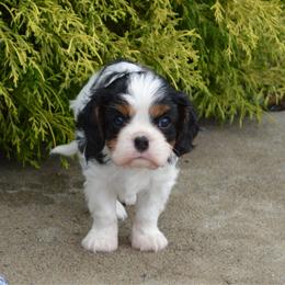 William - Tri-color male Cavalier King Charles Spaniel puppy in Resaca, Georgia from Freeman's Royal Cavaliers