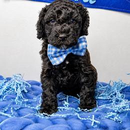 Nitro - Black male Bernedoodle puppy in Otisville, Michigan from Danie’s Darling Doodles LLC