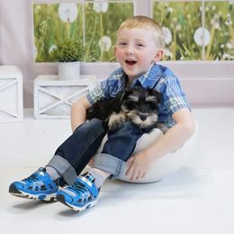 Miniature Schnauzer Puppies from A'Lord Miniature Schnauzer