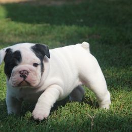 English Bulldog Puppies from Buffalo Bulldogs