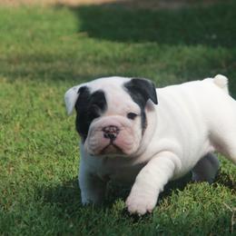 English Bulldog Puppies from Buffalo Bulldogs
