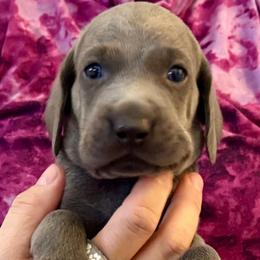 Frank - Blue male Weimaraner puppy in Aitkin, Minnesota from Whispering’s GunDogs
