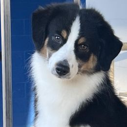 Maizey - Miniature American Shepherd