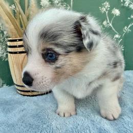 Thames-Triple Clear - Blue merle and white male American Corgi puppy in Scottown, Ohio from Wyndy Ridge Corgis