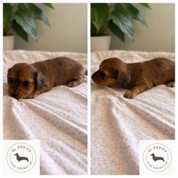 Dachshund Puppies from 4L Doxies