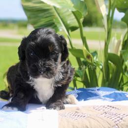 Gerald - Tri-color male Bernedoodle puppy in Lowry City, Missouri from Cooper Creek Puppies