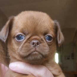 Gretel Gibson - Brown female Brussels Griffon puppy in Welch, Minnesota from Baringer Brussels