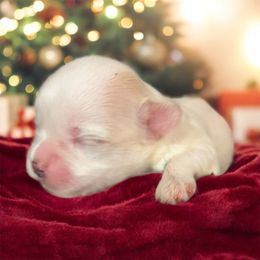 Korean Maltipo Boy 3 - White male Maltipoo puppy in Mooresville, North Carolina from Clearview Canines