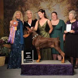 Stallone - Doberman Pinscher