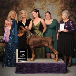 Stallone - Doberman Pinscher