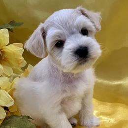 Scout - Wheaten male Miniature Schnauzer puppy in San Augustine, Texas from My Little Schnauzer Pals