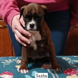 Sasha - Brindle female Boxer puppy in Cannon Falls, Minnesota from Pattys Boxers and Bulldogs