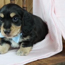 Benny - Black and cream male Dachshund puppy in Wakarusa, Indiana from PuppyLove Dachshunds