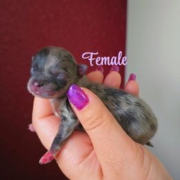 Girl 1 - Blue merle female Pomeranian puppy in Albany, Oregon from Purrs N Poms