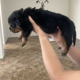 Rottweiler Puppies from GrowlHausRotts