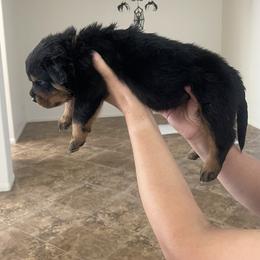 Rottweiler Puppies from GrowlHausRotts