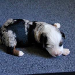 Patch - Blue merle male Miniature Australian Shepherd puppy in Fort Smith, Arkansas from Rye Hill Aussies