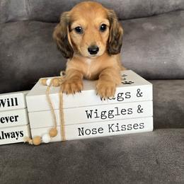 Ruby - Red female Dachshund puppy in Stuart, Iowa from Johnson Family Corgis and more