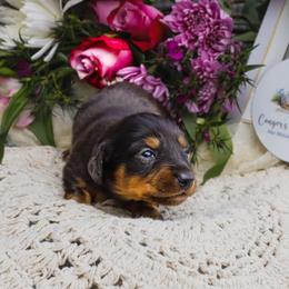 Daisy - Dapple female Dachshund puppy in Tifton, Georgia from Conger's Lil Smokies