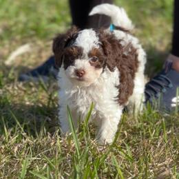 Jetson - Brown and white male Cockapoo puppy in Pledger, Texas from Sugarbear Cockapoos