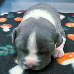 Bubbles - Blue female American Staffordshire Terrier puppy in Clintwood, Virginia from SkyBlue Kennel