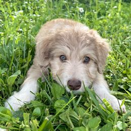 Aussiedoodle Puppies from A Dose Of Doodle