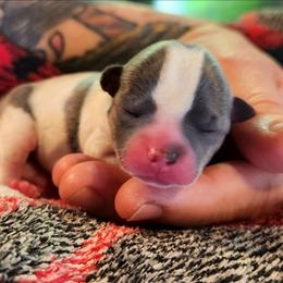 ViVi - Blue and white female Chihuahua puppy in Gerald, Missouri from OutLaw Chihuahua's