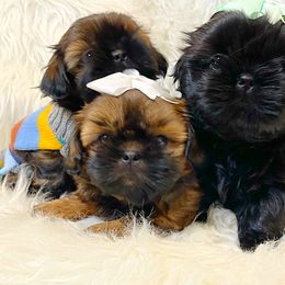 Shih Tzu Puppies from Socal Mother Of Shih Tzus