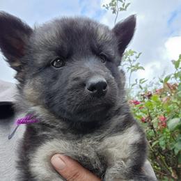 Yamina - Black and tan female German Shepherd puppy in Whitewater, California from Vom Haus Metzler Shepherds