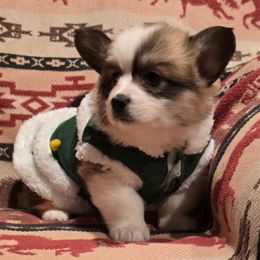 Twinkle - Red female Pembroke Welsh Corgi puppy in Hebron, Kentucky from The Clever Corgi