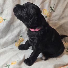 Portuguese Water Dog Puppies from Charly's Angels Portuguese Water Dogs