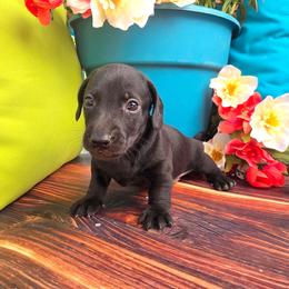 Rusty - Black male Dachshund puppy in Florence, Arizona from Doxie Town Az