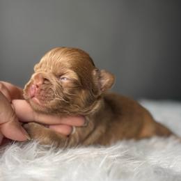 Mango - Fawn male French Bulldog puppy in Porter, Texas from Whatabulldog