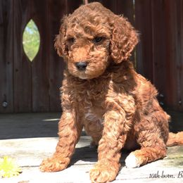Poodle Puppies from Red Barn Moyen Poodles