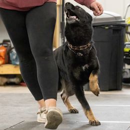 German Shepherd puppies from Zwinger aus dem Nordsternstaat