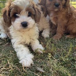 Cavalier King Charles Spaniel and Cavapoo Puppies from Cumberland Cavaliers