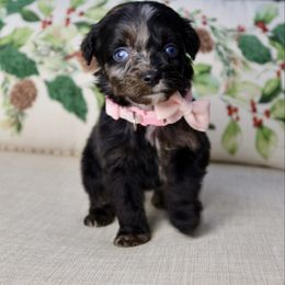 Chocolate silk - female Australian Mountain Doodle puppy in Murray, Utah from Sun Valley Doodles