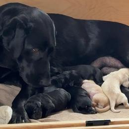 Girl 4 - Black female Labrador Retriever puppy in Zeeland, Michigan from Ace Labradors