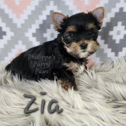 Zia - Black and tan female Yorkshire Terrier puppy in Adair, Oklahoma from Phillippe's Puppy Paws